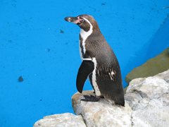 ペンギンは会場にきません ペンギンは会場にきません