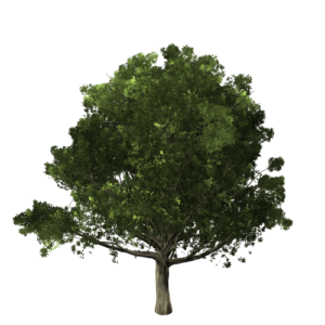 tree1