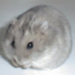 わびさび
